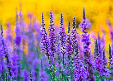 E3 2021：《瘟疫传说》续作《瘟疫传说：安魂曲》预告