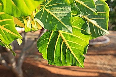 《最终幻想14：黄金的遗产》因为《艾尔登法环》DLC而推迟了一个星期